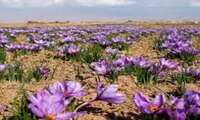 ۵۲۳ هکتار از مساحت استان مرکزی به کشت زعفران اختصاص یافته است 