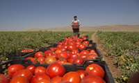 ارزش تولیدات کشاورزی استان مرکزی ۱۰۰ همت برآورد می‌شود