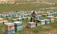 طرح سرشماری زنبورستان‌های استان مرکزی