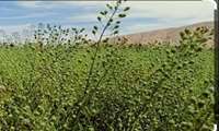 توسعه کشت دانه‌های روغنی در استان مرکزی؛ گامی راهبردی برای تقویت امنیت غذایی و کاهش وابستگی به واردات