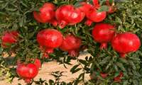برداشت انار و چالش های جشنواره انار در ساوه