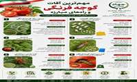 مهم‌ترین آفات گوجـه فرنــگی و راه‌های مبارزه