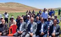 بازدید معاون امور زراعت وزارت جهاد کشاورزی از مزرعه گندم و نخود در روستای لار بخش خرقان شهرستان زرندیه