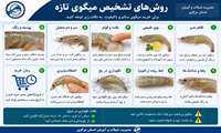 روش‌های تشخیص میگوی تازه