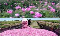 برداشت بیش از ۲۵۰ تن گل از گلستان های شهرستان کمیجان
