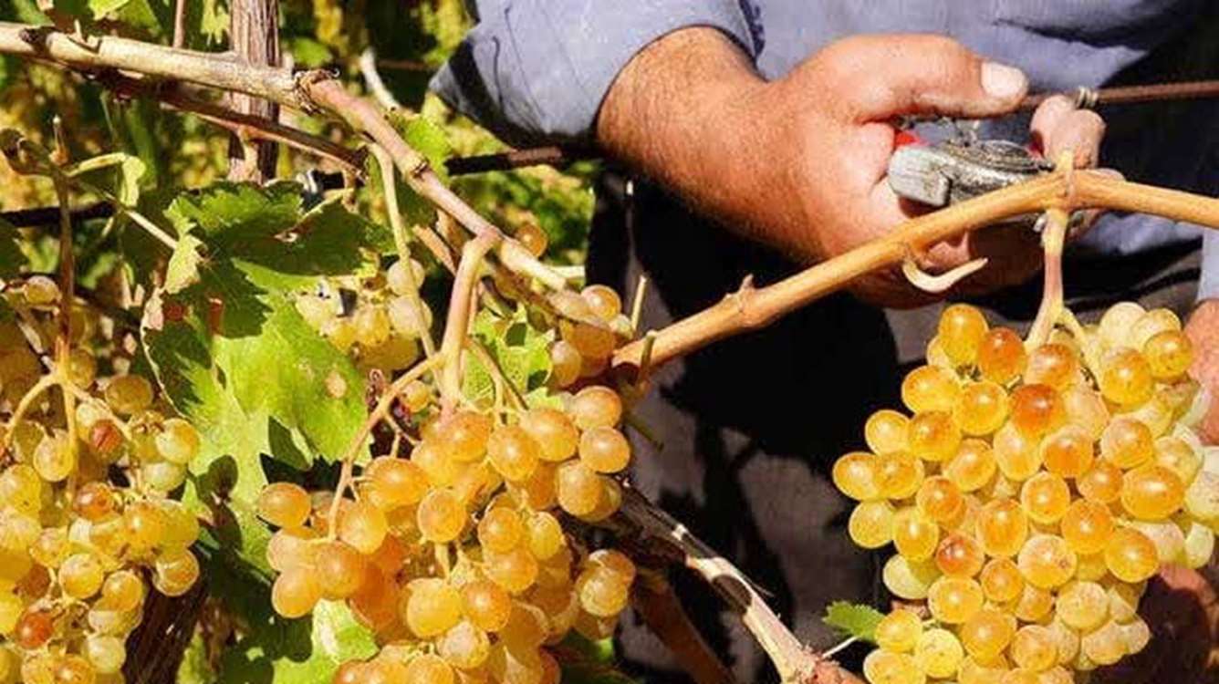 انگور 