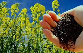  ابلاغ الزامات و توصیه‌های فنی کاشت کلزا به استان‌ها/ ضدعفونی بذور و مدیریت علف‌های هرز مقاوم مورد تاکید است
