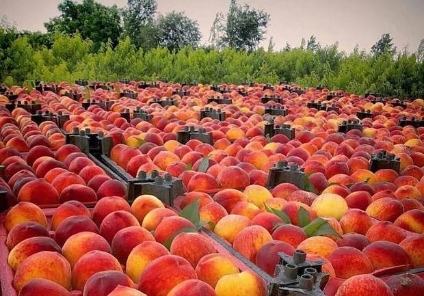 قرار گرفتن کشاورزان استان مرکزی سر دوراهی سود و ضرر با برداشت زودهنگام محصولات باغی